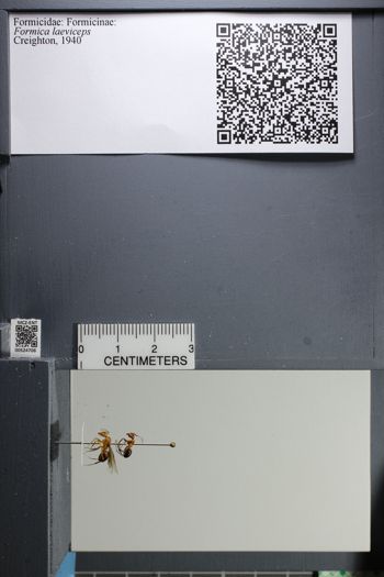 Media type: image;   Entomology 524706